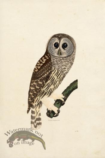 KO 03 Rough legged Owl